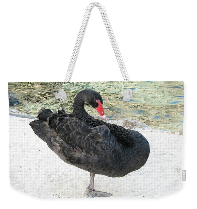 Swan Weekender Tote Bag featuring the photograph Black Swan Standing on One Leg on a Beach by DejaVu Designs