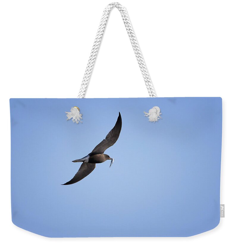 Gary Hall Weekender Tote Bag featuring the photograph Black Tern 2 by Gary Hall