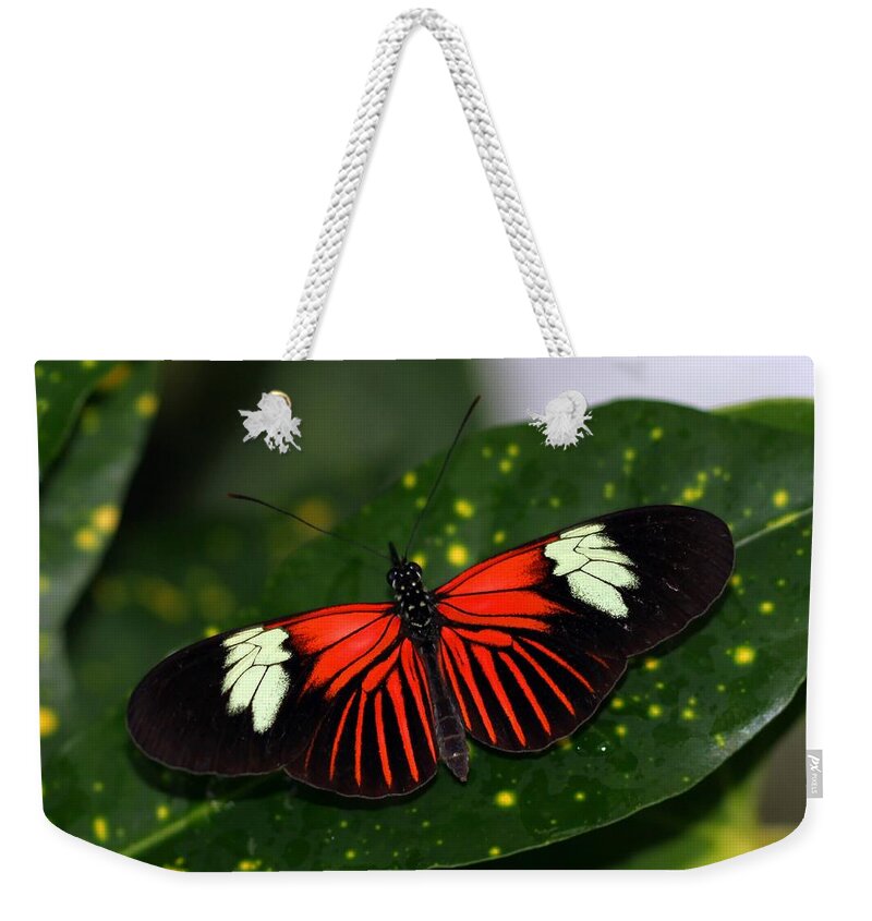 Black Weekender Tote Bag featuring the photograph Black White and Red Butterfly by Bob Slitzan