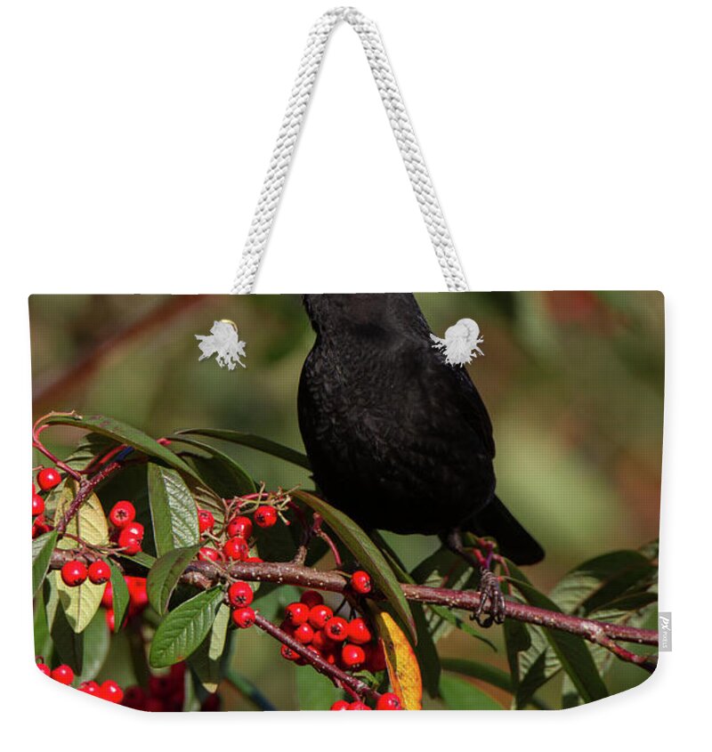 Blackbird Weekender Tote Bag featuring the photograph Blackbird Red Berries by Pete Walkden