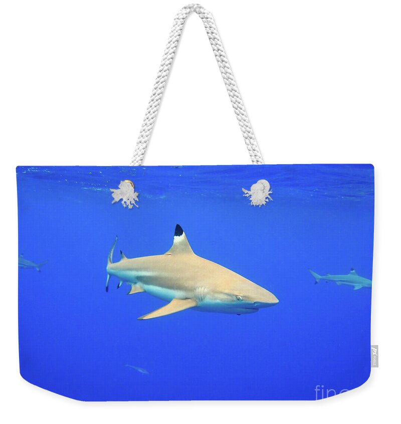 Ooking At Camera Weekender Tote Bag featuring the photograph Blacktip Reef Shark by Bruce Block
