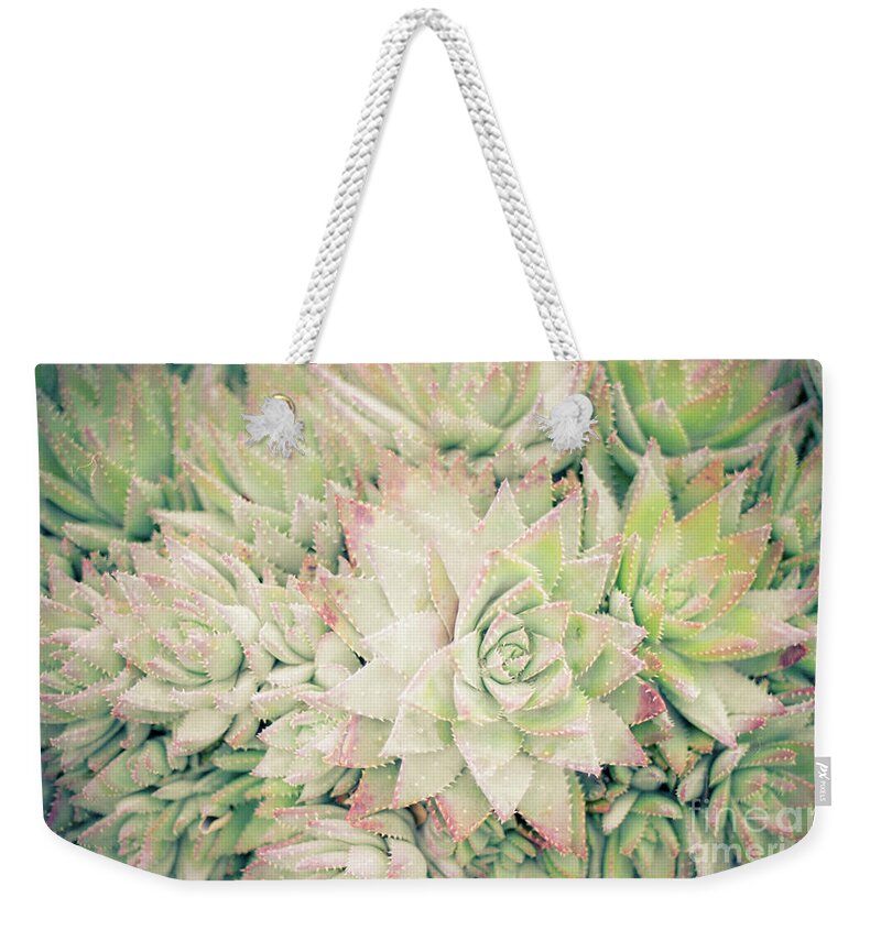 Plants Weekender Tote Bag featuring the photograph Blanket of Succulents by Ana V Ramirez