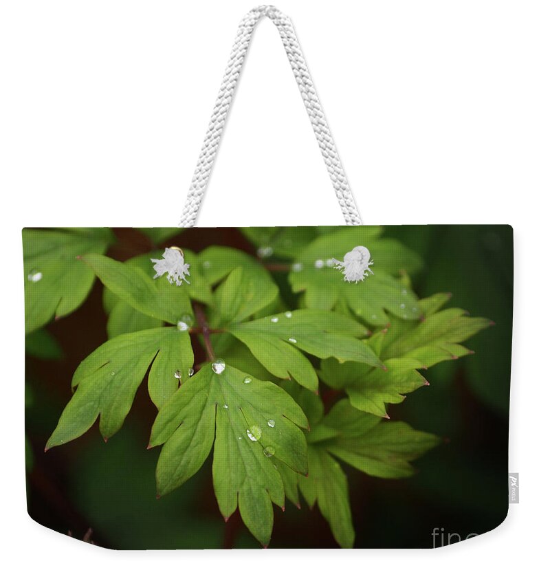 Flowers Weekender Tote Bag featuring the photograph Bleeding Heart Leaves After The Rain by Dorothy Lee