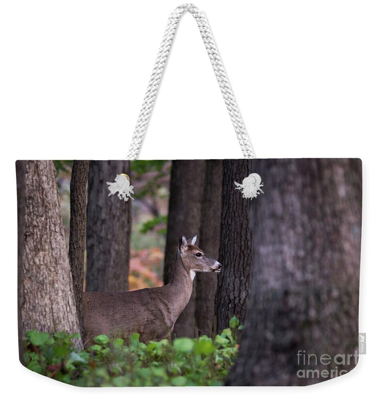 Deer Weekender Tote Bag featuring the photograph Blending In by Andrea Silies