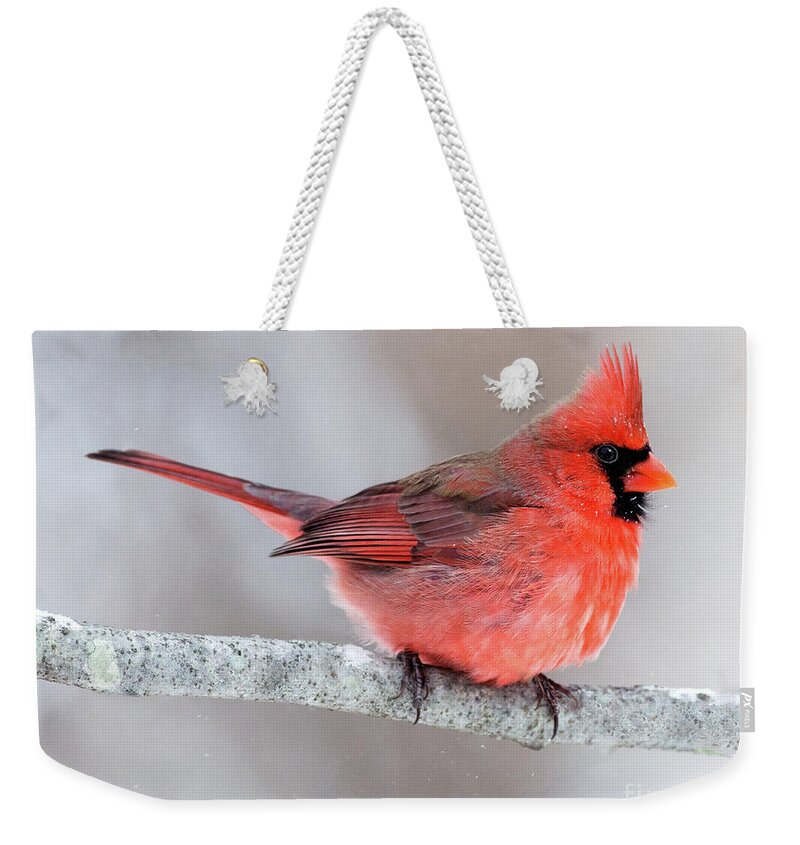 Male Cardinal Weekender Tote Bag featuring the photograph Winter Cardinal by Art Cole
