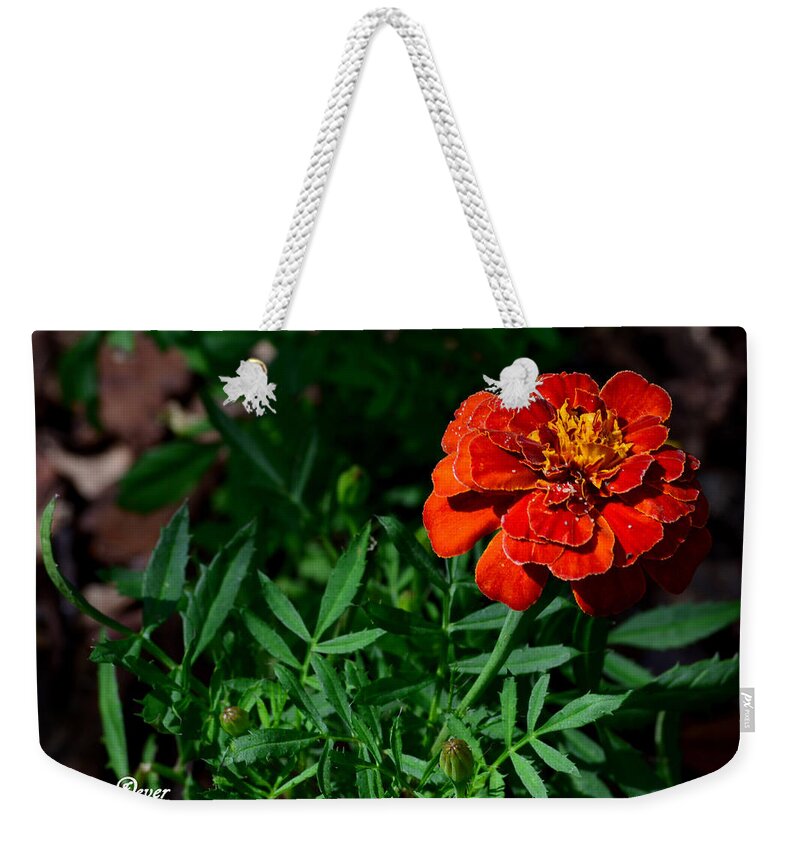 Flower Weekender Tote Bag featuring the photograph Blood Carnation by Bradley Dever