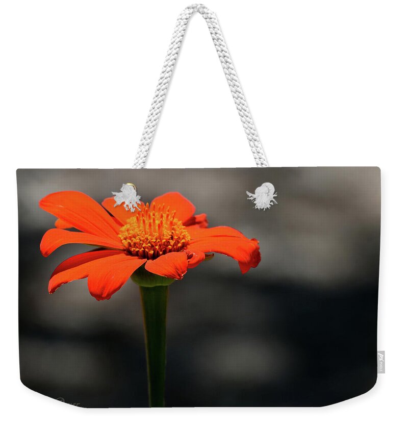 Art Weekender Tote Bag featuring the photograph Blood Orange Daisy by Bradley Dever