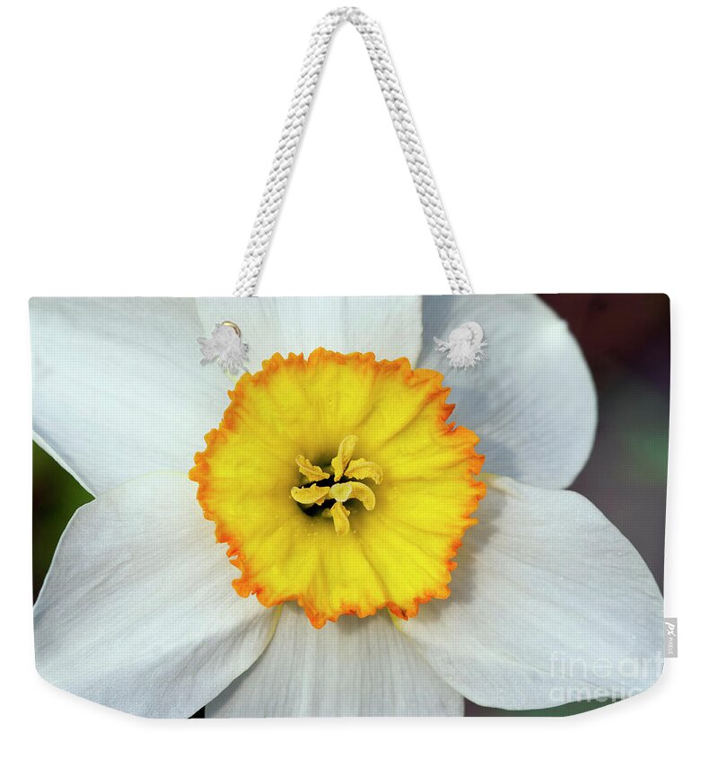 Narcissus Weekender Tote Bag featuring the photograph Bloom of narcissus by Michal Boubin