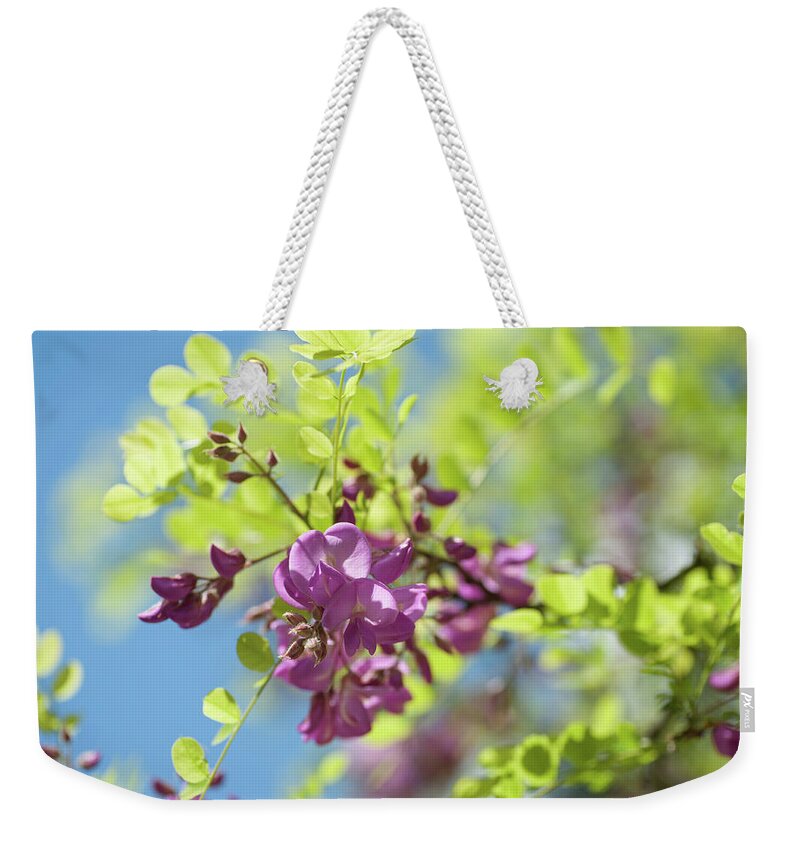 Jenny Rainbow Fine Art Photography Weekender Tote Bag featuring the photograph Bloom of Purple Acacia Tree by Jenny Rainbow