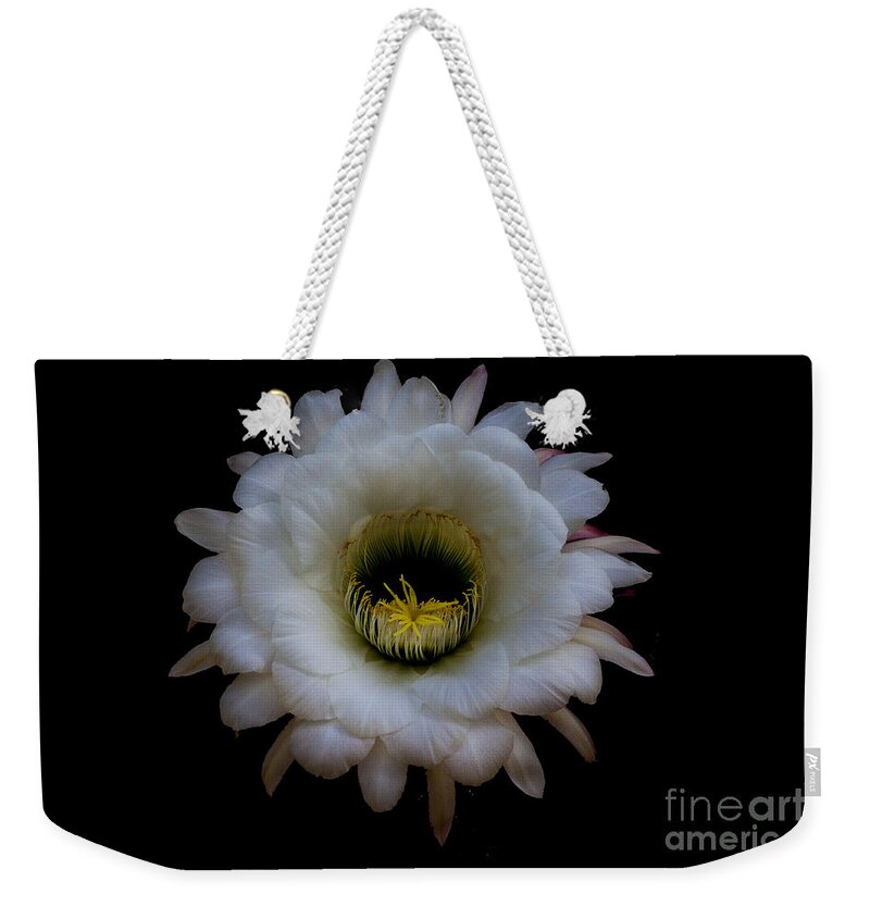 Night Bloomer Weekender Tote Bag featuring the photograph Blooming Echinopsis candicans by Ruth Jolly