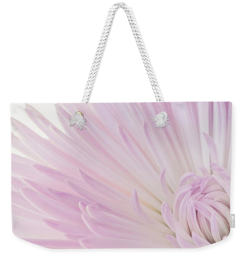 Chrysanthemum Weekender Tote Bag featuring the photograph Blossoming by Catherine Reading