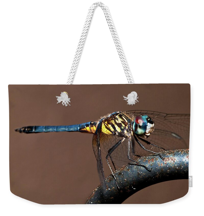 Dragonfly Weekender Tote Bag featuring the photograph Blue and Gold Dragonfly by Christopher Holmes