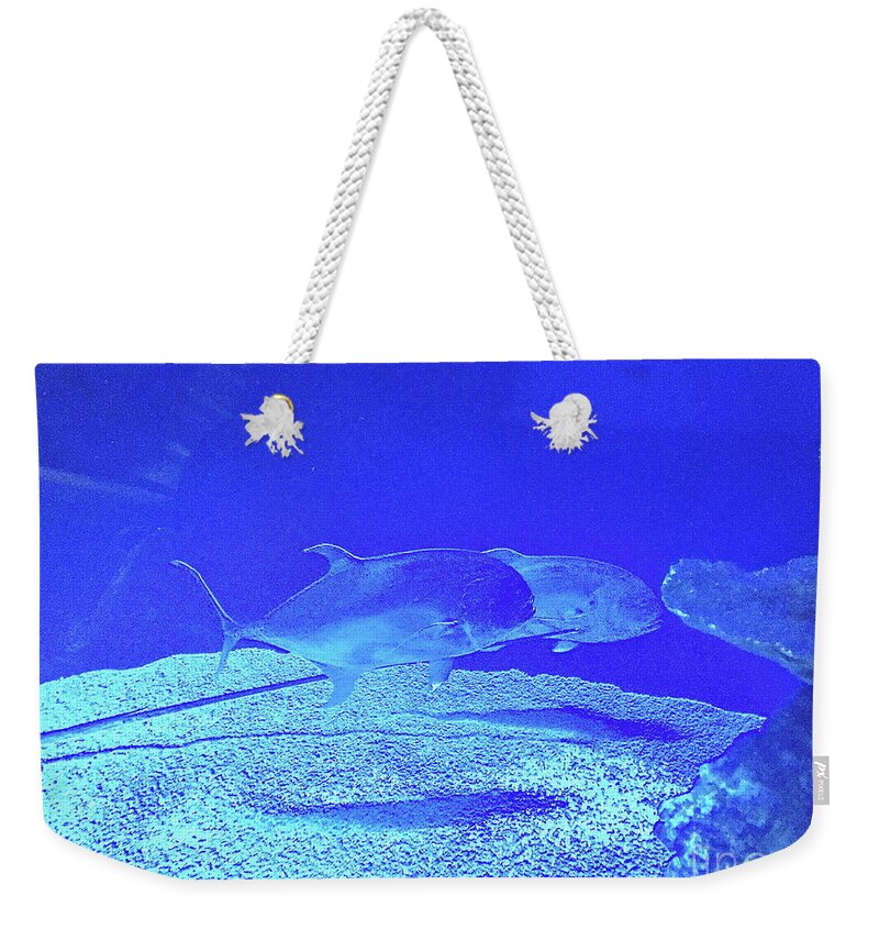 Aquarium Weekender Tote Bag featuring the photograph Blue Below by Barbara Plattenburg