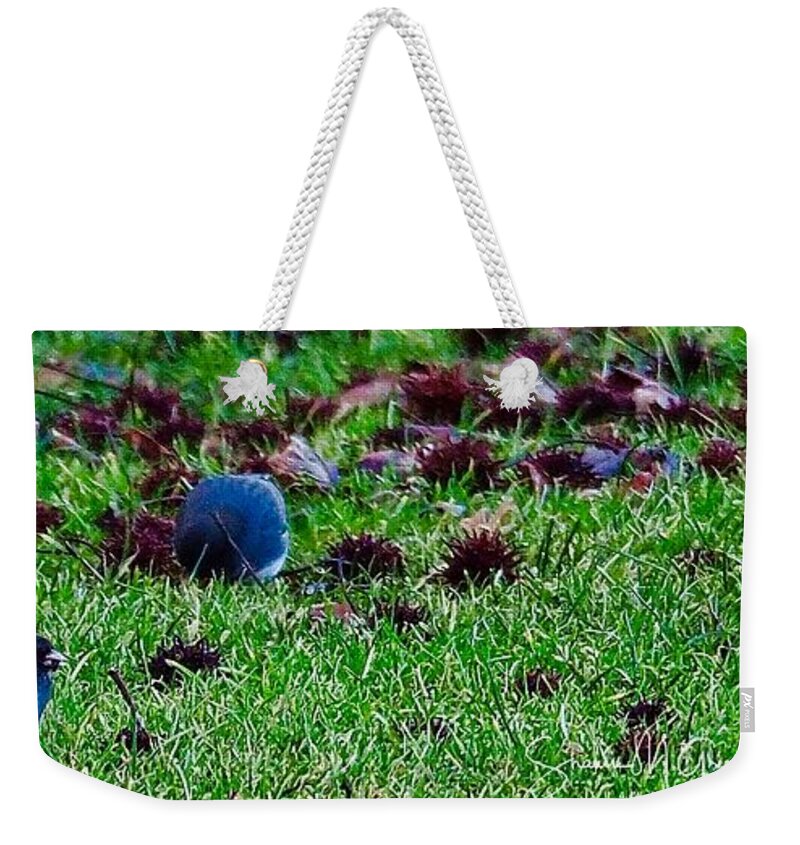 Bird Weekender Tote Bag featuring the photograph Blue Birds in Winter by Shawn M Greener
