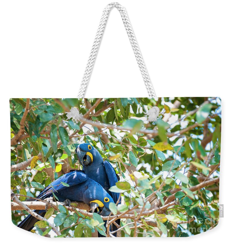 Hyacinth Macaws Weekender Tote Bag featuring the photograph Blue Buddys by Paulette Sinclair