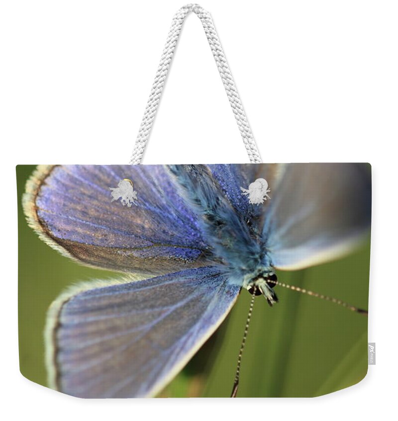 Blue Butterfly Weekender Tote Bag featuring the photograph Blue Butterfly by Ian Sanders