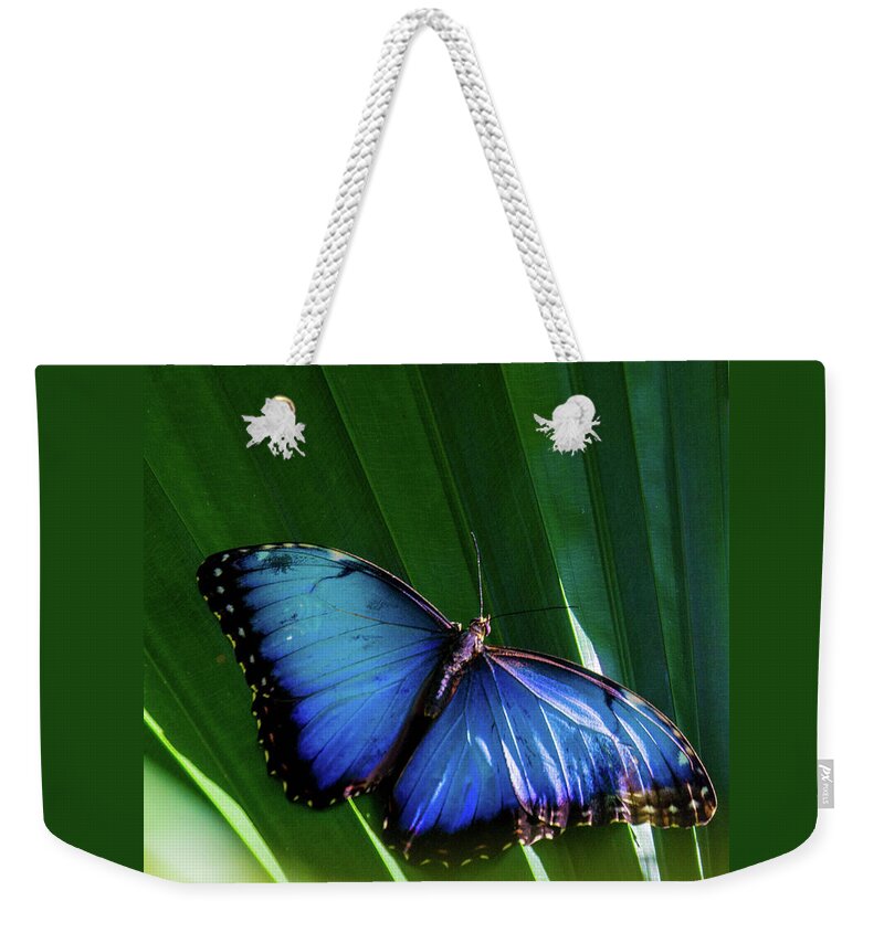 Butterfly Weekender Tote Bag featuring the photograph Blue Butterfly by Rochelle Berman