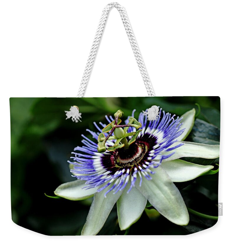 Passiflora Weekender Tote Bag featuring the photograph Blue Crown Passion Flower by Debbie Oppermann