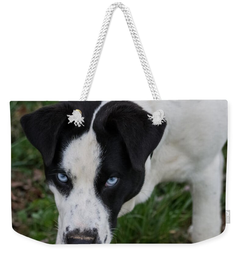 Pet Weekender Tote Bag featuring the photograph Blue Eyed Dog by Holden The Moment