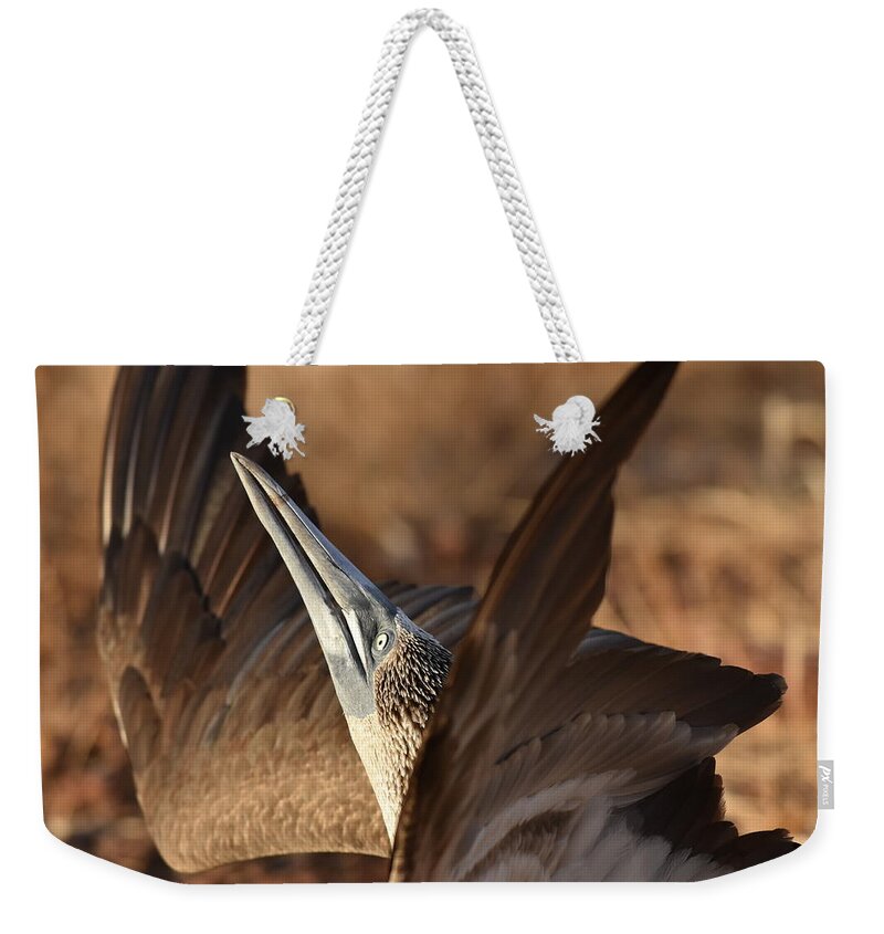 Blue-footed Booby Weekender Tote Bag featuring the photograph Blue-footed Booby Display by Ben Foster