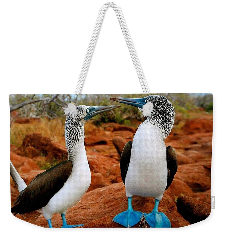 Blue-footed Booby Weekender Tote Bag featuring the photograph Blue-footed Booby by Mariel Mcmeeking