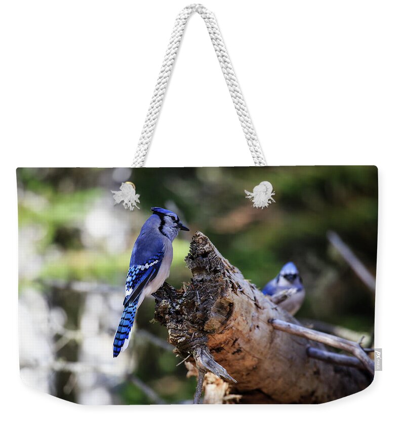 Algonquin Park Weekender Tote Bag featuring the photograph Blue Jay 2 by Gary Hall