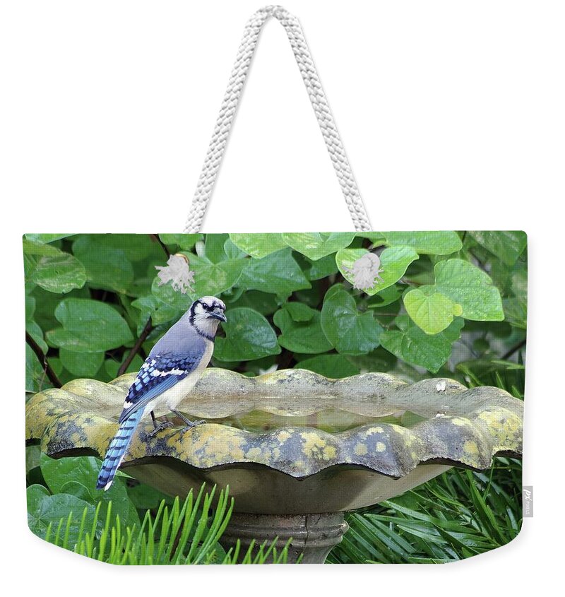 Blue Jays Weekender Tote Bag featuring the photograph Blue Jay at the Birdbath by Richard Rizzo