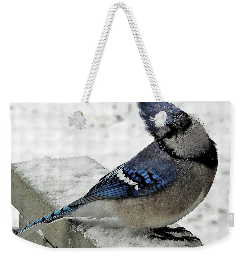 Blue Jay Weekender Tote Bag featuring the photograph Blue Jay Begging for Another Peanut on a Snowy Day by Linda Stern