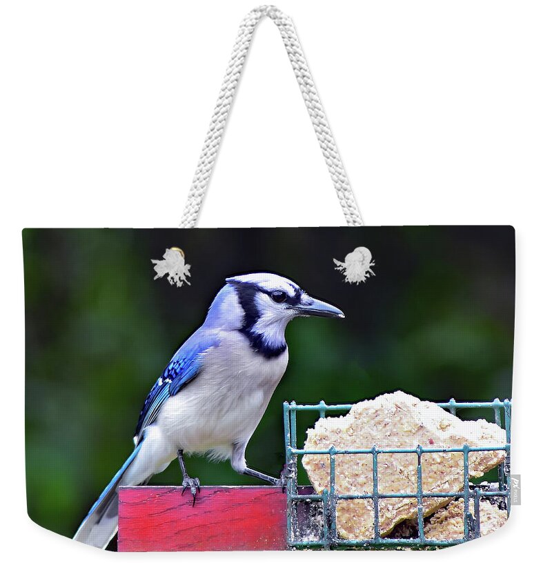 Bird Weekender Tote Bag featuring the photograph Blue Jay - Cyanocitta Cristata by DB Hayes