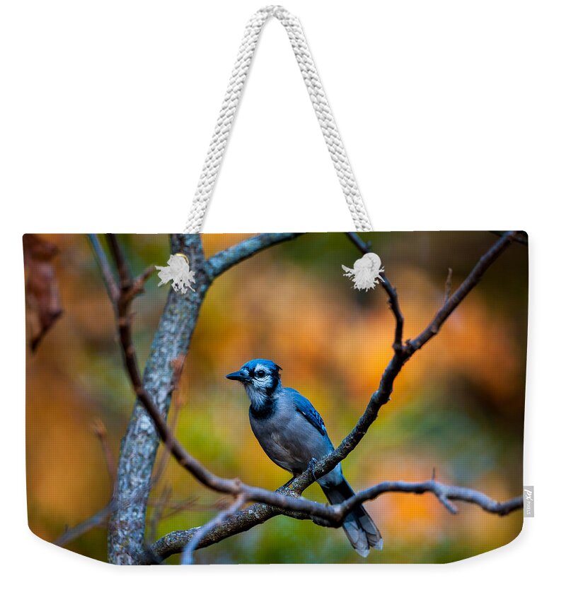 Nature Weekender Tote Bag featuring the photograph Blue Jay Morning by Jeff Phillippi