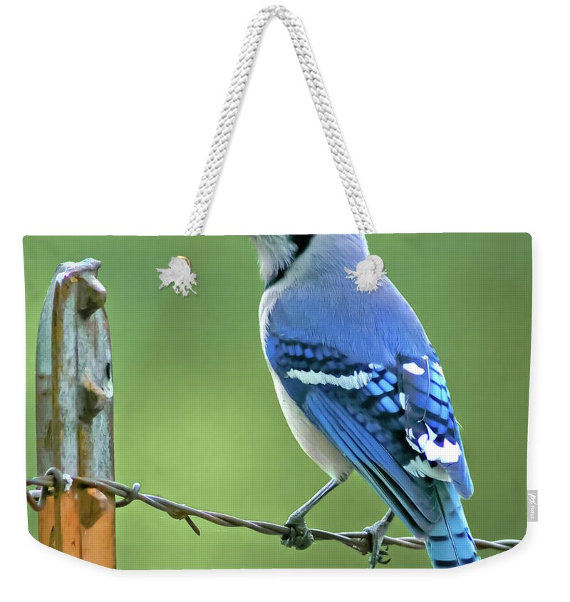 Animal Weekender Tote Bag featuring the photograph Blue Jay On The Fence by Robert Frederick