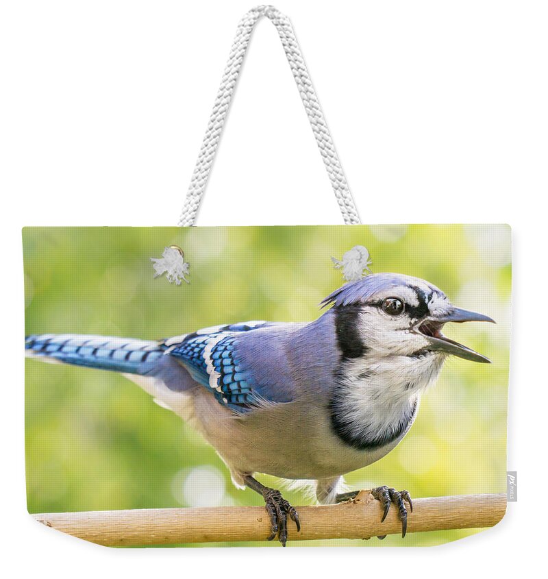 Blue Jay Weekender Tote Bag featuring the photograph Blue Jay calling by Jim Hughes