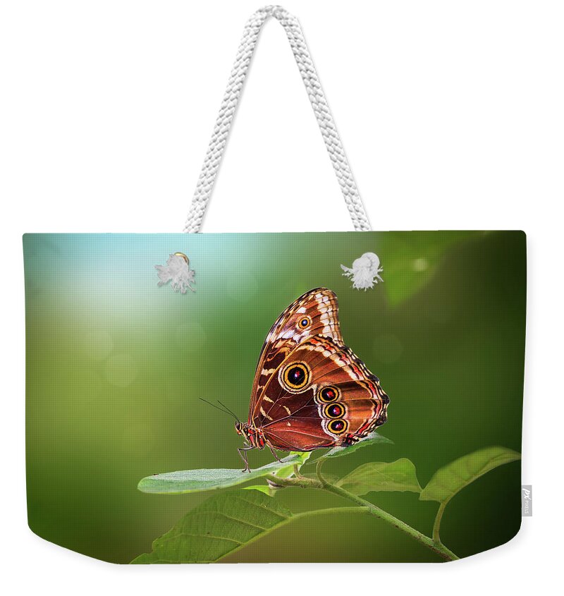 Butterfly Weekender Tote Bag featuring the photograph Blue Morpho Butterfly by Tim Abeln