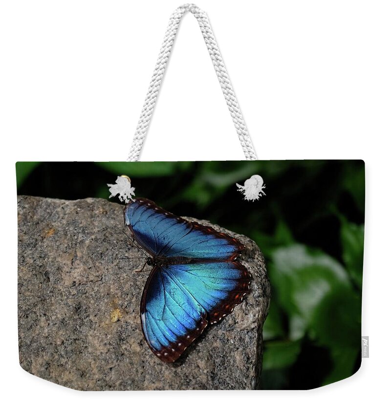 Blue Morpho Butterfly Weekender Tote Bag featuring the photograph Blue Morpho on rock by Ronda Ryan