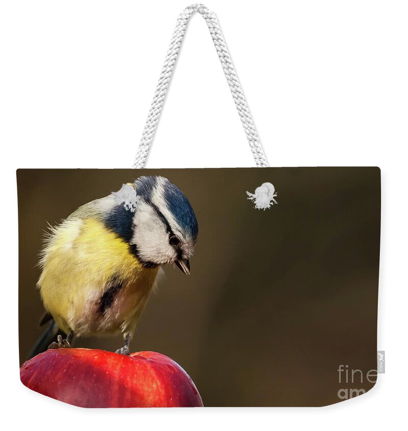 Bird Weekender Tote Bag featuring the photograph Blue Tit Cyanistes caeruleus sat on a red apple looking down by Simon Bratt