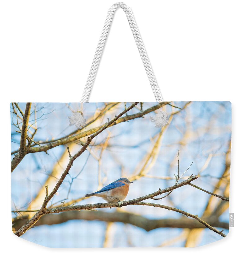Bluebird In Tree Weekender Tote Bag featuring the photograph Bluebird in Tree by Sharon Popek