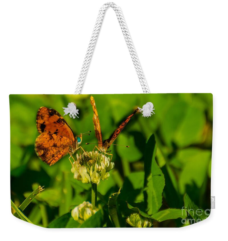 Butterfly Weekender Tote Bag featuring the photograph Bluehead Butterfly by Metaphor Photo