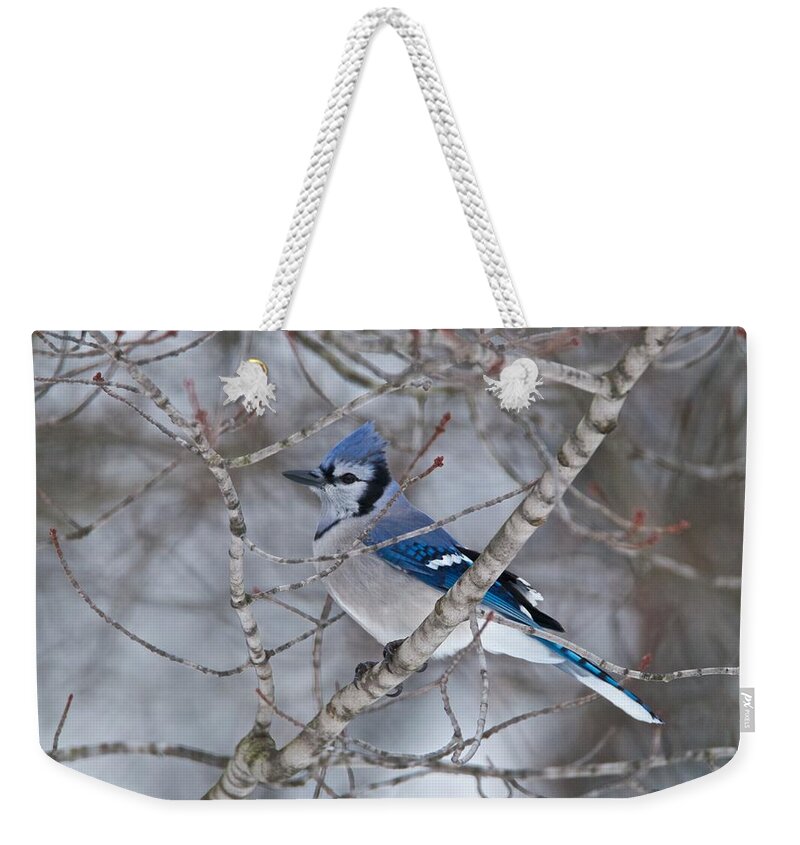 Bluejay Weekender Tote Bag featuring the photograph Bluejay 1358 by Michael Peychich