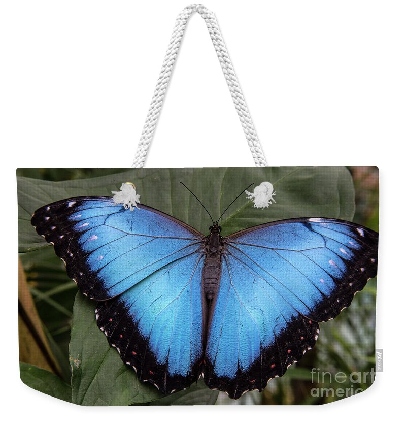 Jungle Weekender Tote Bag featuring the photograph Blue Morph by Kathy McClure