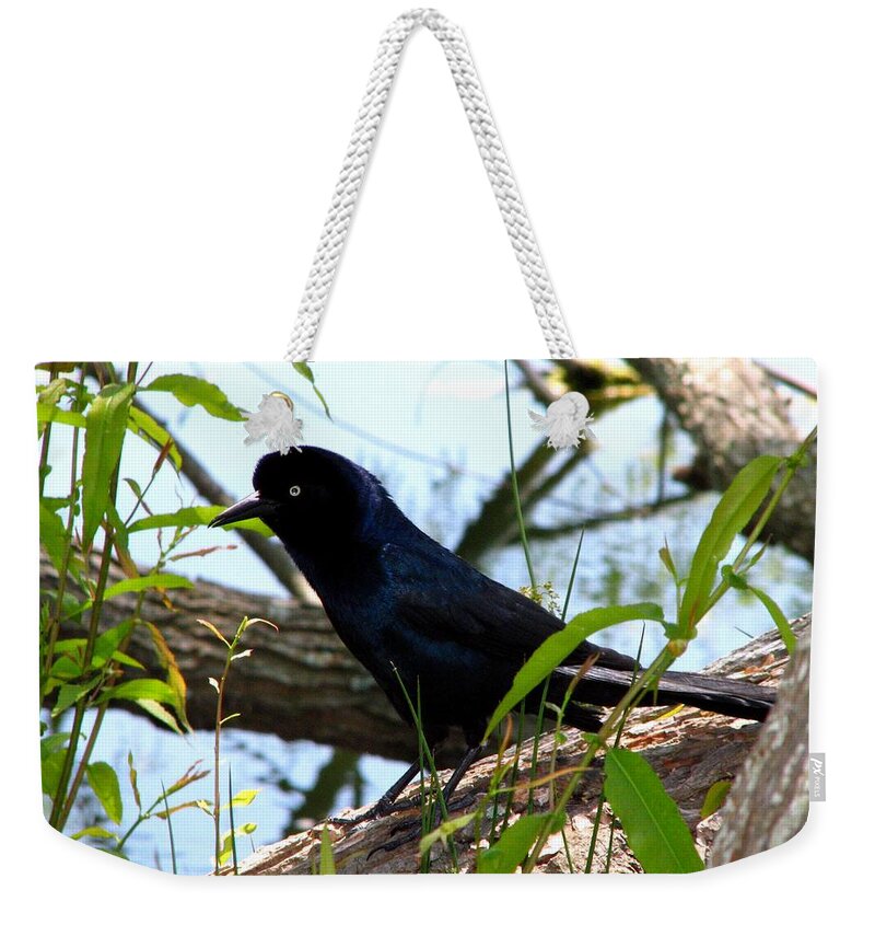 Bird Weekender Tote Bag featuring the photograph Boat Tailed Grackle Male by J M Farris Photography