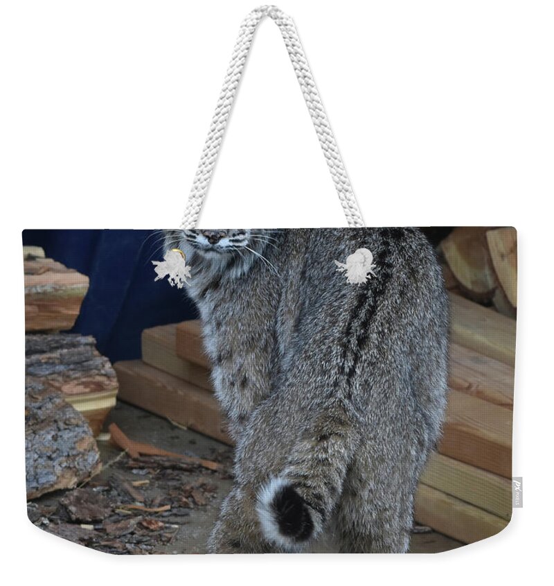 Bobcat Weekender Tote Bag featuring the photograph Bobcat by Ben Foster