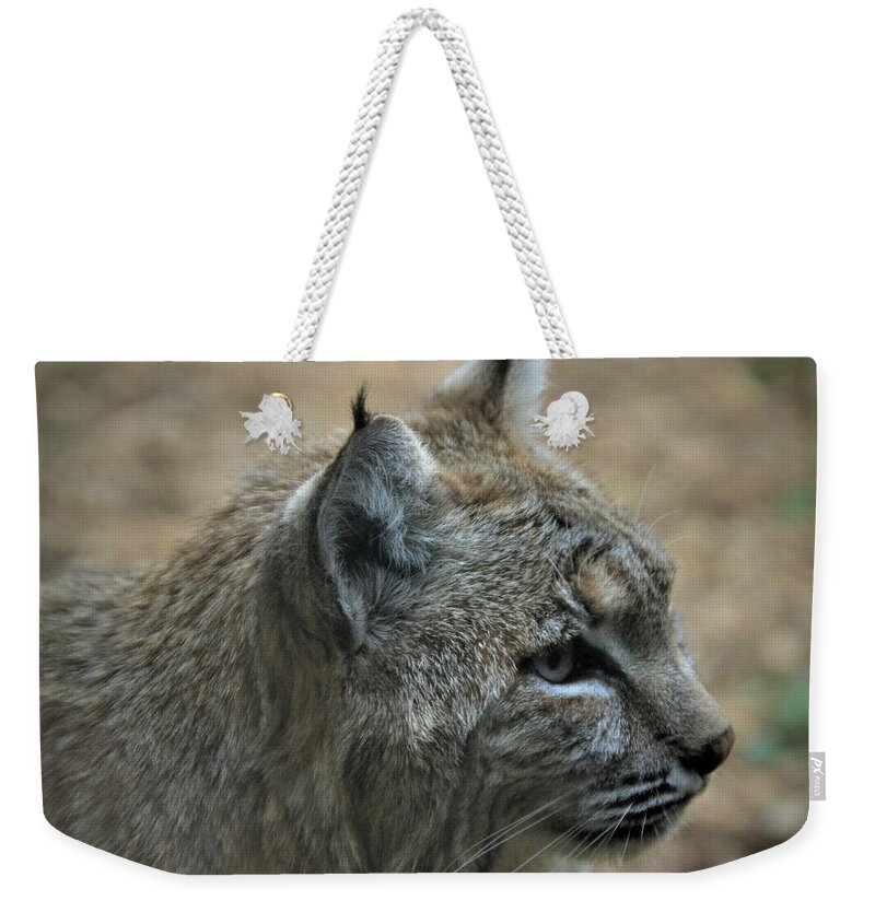 Bobcat Weekender Tote Bag featuring the photograph Bobcat in Profile by Kathy Kelly