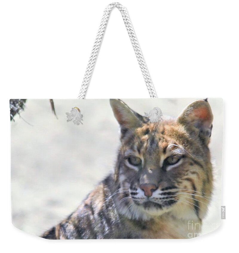 Bobcat Weekender Tote Bag featuring the photograph Bobcat by Laurianna Taylor