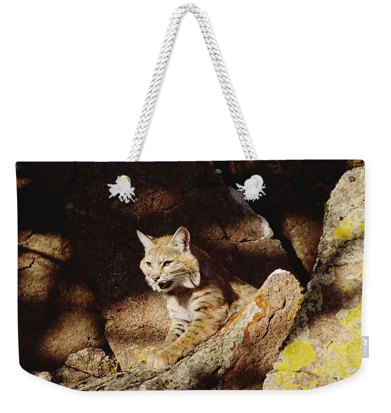 Mp Weekender Tote Bag featuring the photograph Bobcat Lynx Rufus Portrait On Rock by Gerry Ellis