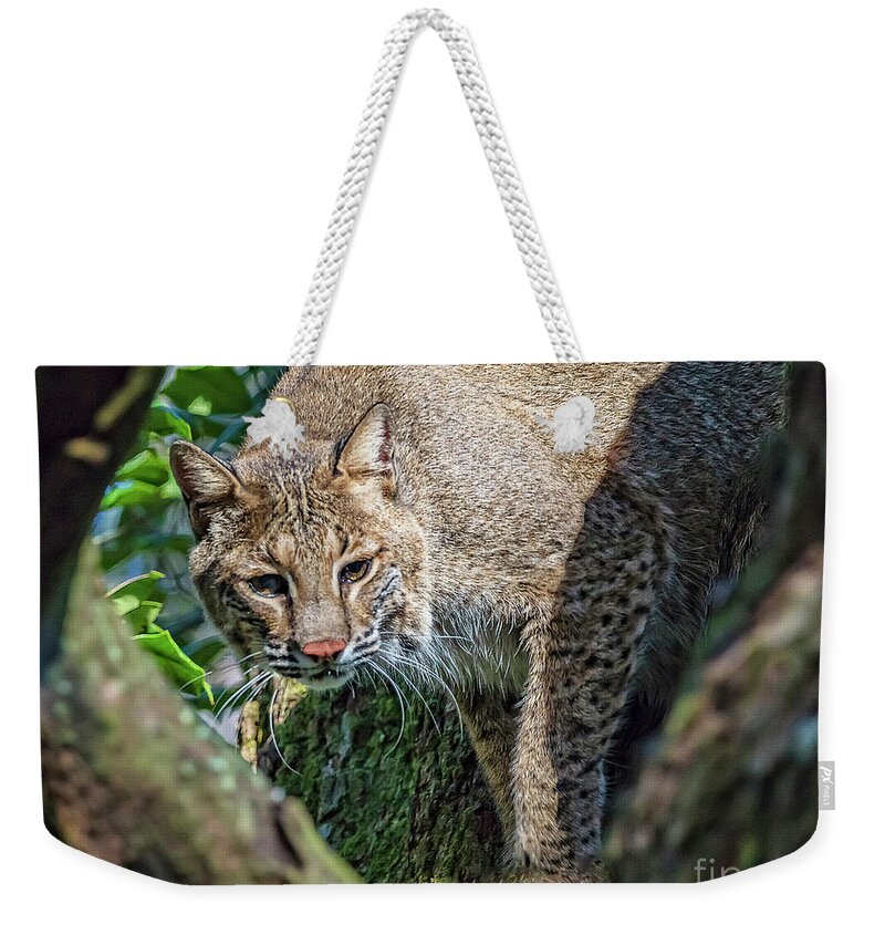 Nature Weekender Tote Bag featuring the photograph Bobcat On The Prowl by DB Hayes