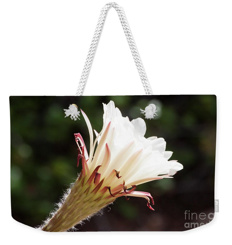 Flower Weekender Tote Bag featuring the photograph Bokeh and night bloomer by Ruth Jolly