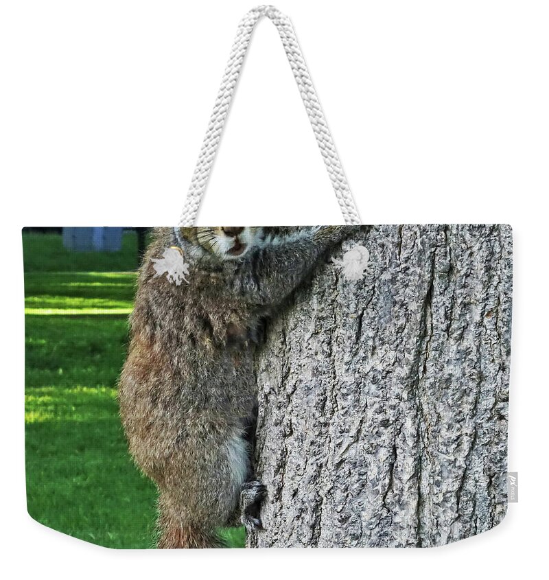 Boston Weekender Tote Bag featuring the photograph Boston Common Squirrel Hanging from a Tree Boston MA by Toby McGuire