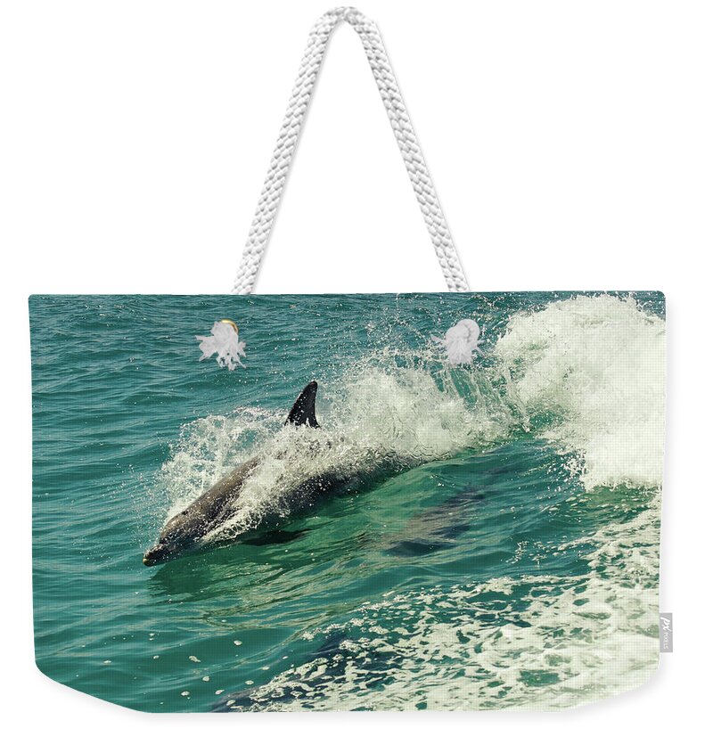 Bottlenose Dolphin Weekender Tote Bag featuring the photograph Bottlenose Dolphin by Cassandra Buckley
