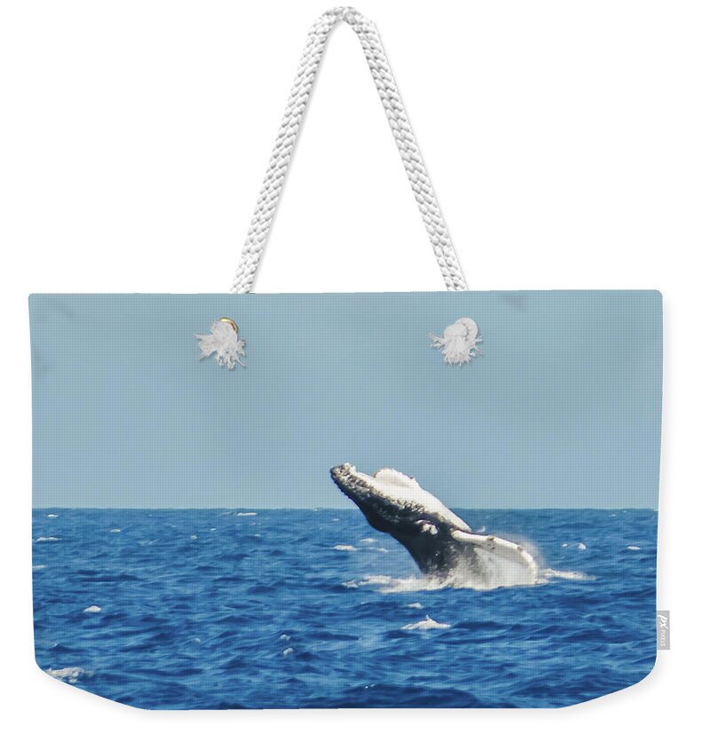 11mar15 Weekender Tote Bag featuring the photograph Breaching Humpback Off Bermuda by Jeff at JSJ Photography