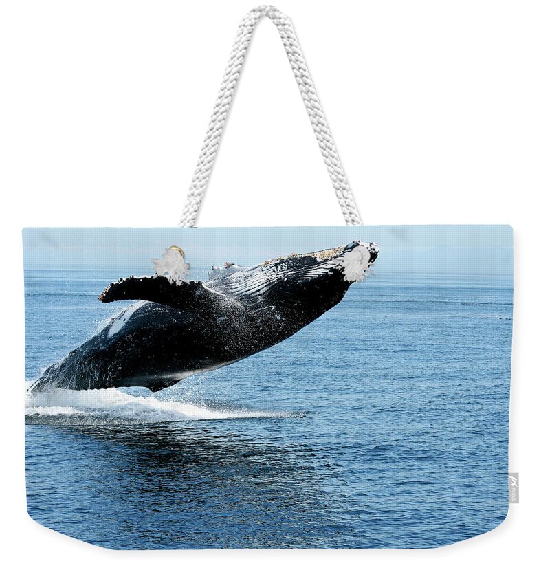 Alaska Weekender Tote Bag featuring the photograph Breaching humpback whales Happy-2 by Steve Darden